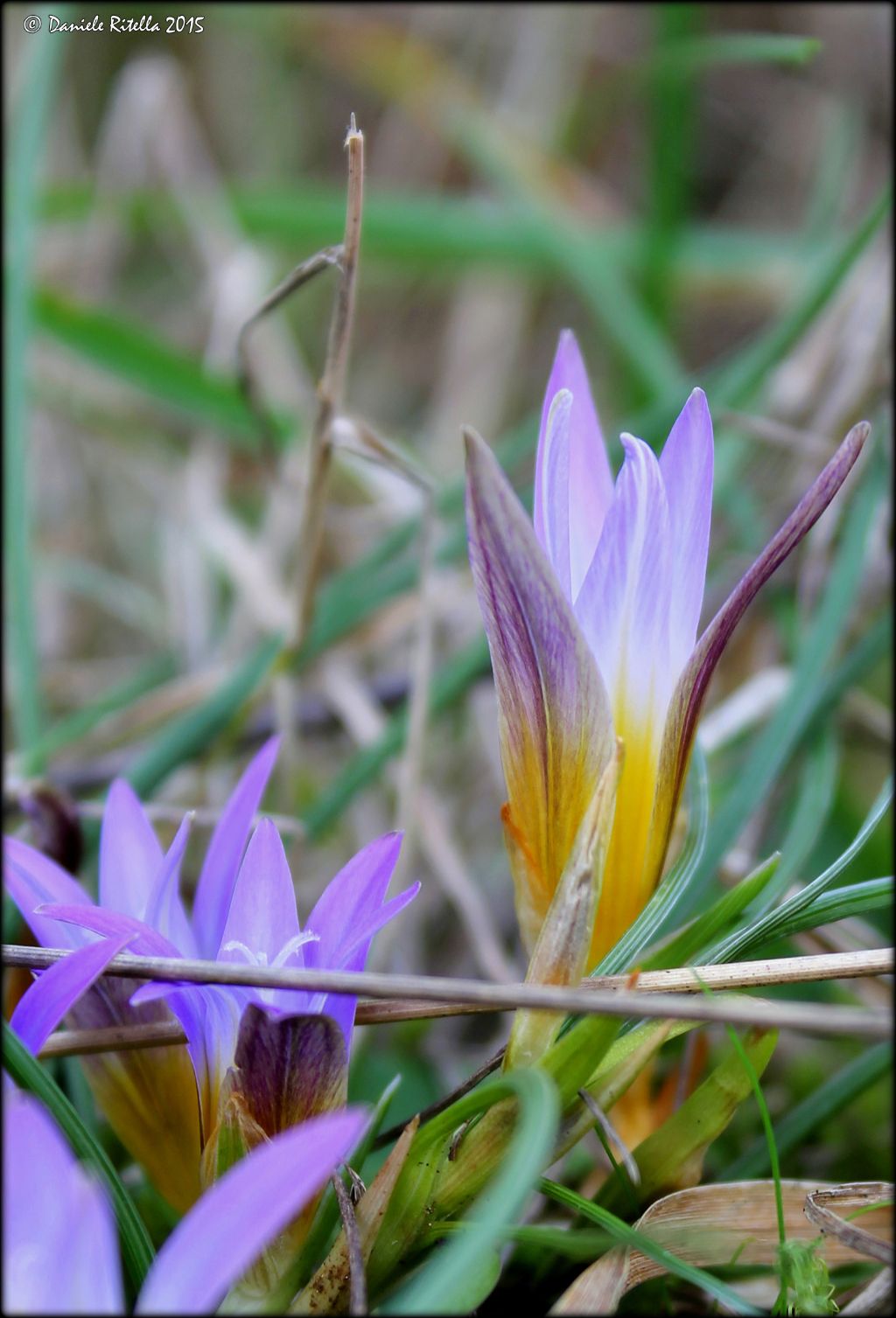 Romulea bulbocodium